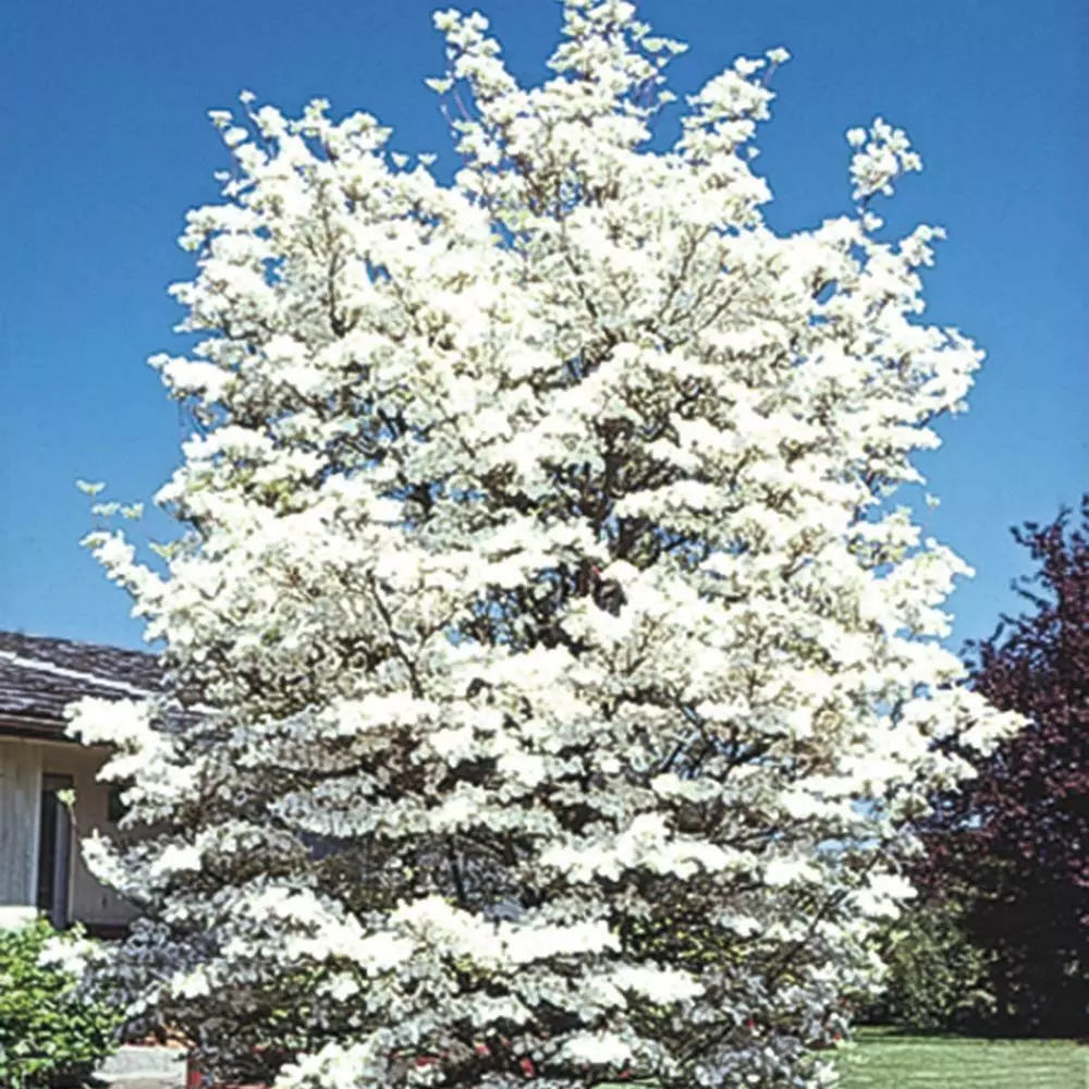 Flowering Dogwood Tree Live Plant | Bare Root 12-18" | Cornus florida | Deciduous Flowering Tree for Garden