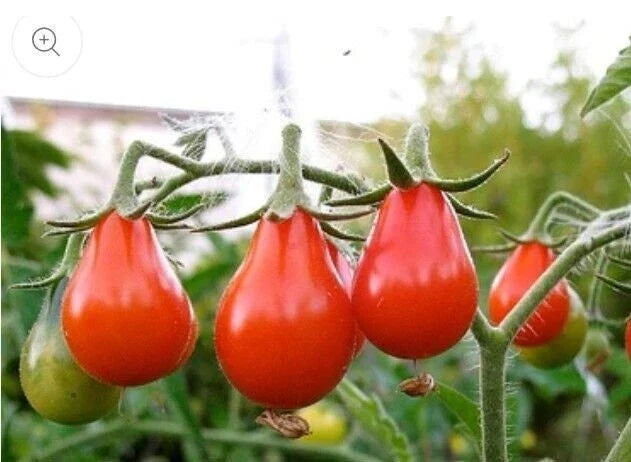 Red Pear Tomato Seeds - Heirloom Non-GMO Solanum lycopersicum with Tracking