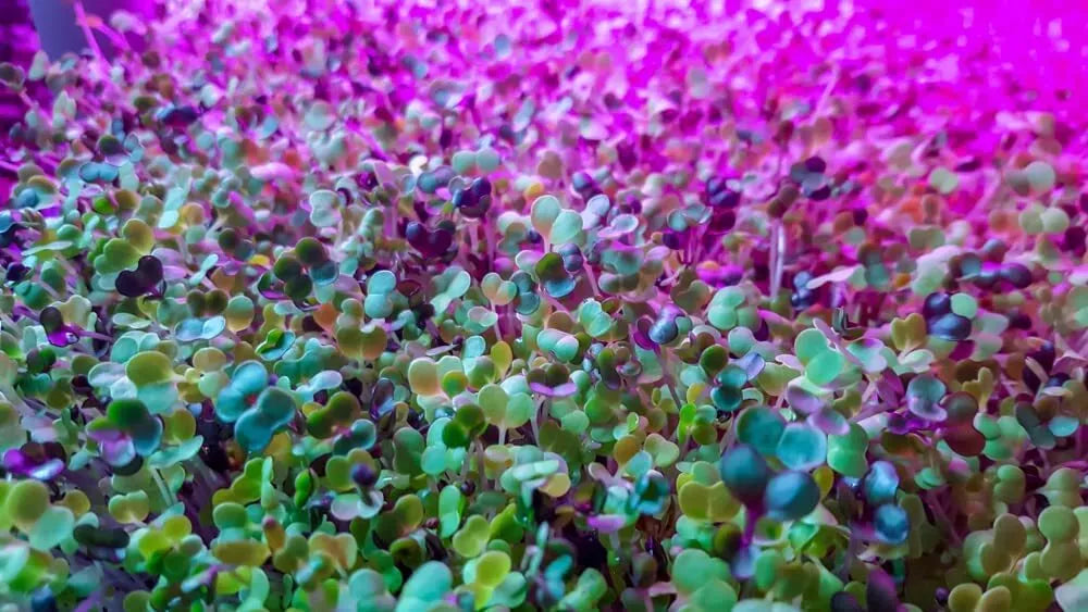 250 Alfalfa Microgreen Seeds, Organic, Non-GMO, Medicago sativa, Easy to Grow, Nutrient-Packed Microgreens Seed Pack