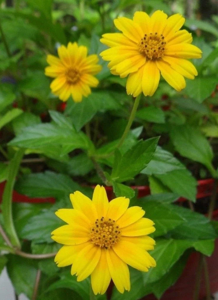 Wedelia Trilobata Live Starter Plants - Yellow Singapore Daisy Creeping Vine for Ground Cover & Hanging Baskets
