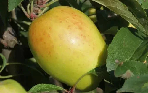 Kandil Sinap Apple Seeds – 25+ Non-GMO Malus domestica for Garden Planting, Home Gardening, Pot or Bed Cultivation