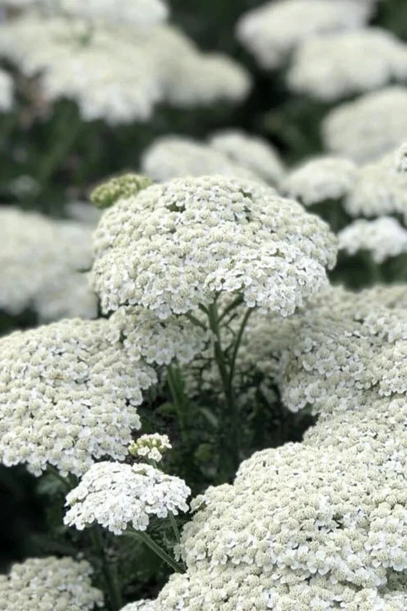White Yarrow Seeds - Organic Achillea millefolium - 500 Non-GMO Wildflower Seeds for Gardens & Pollinators