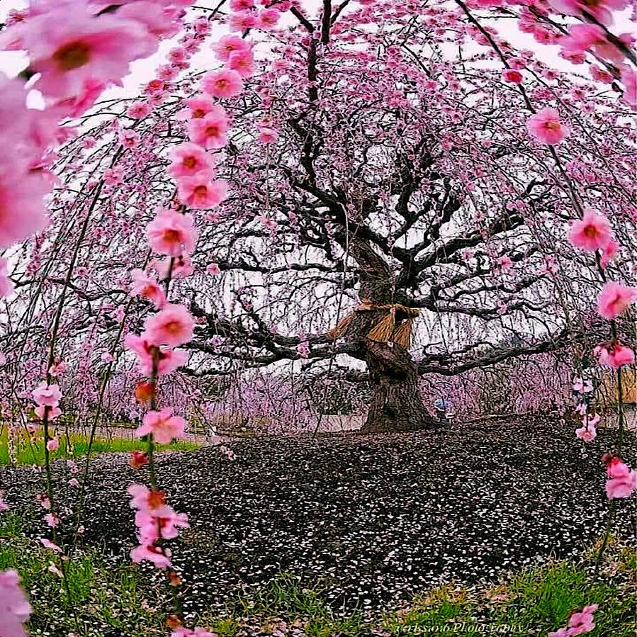 Weeping Sakura Cherry Blossom Tree Seeds - Pendula, Pink Flowers, Hardy, Prunus serrulata