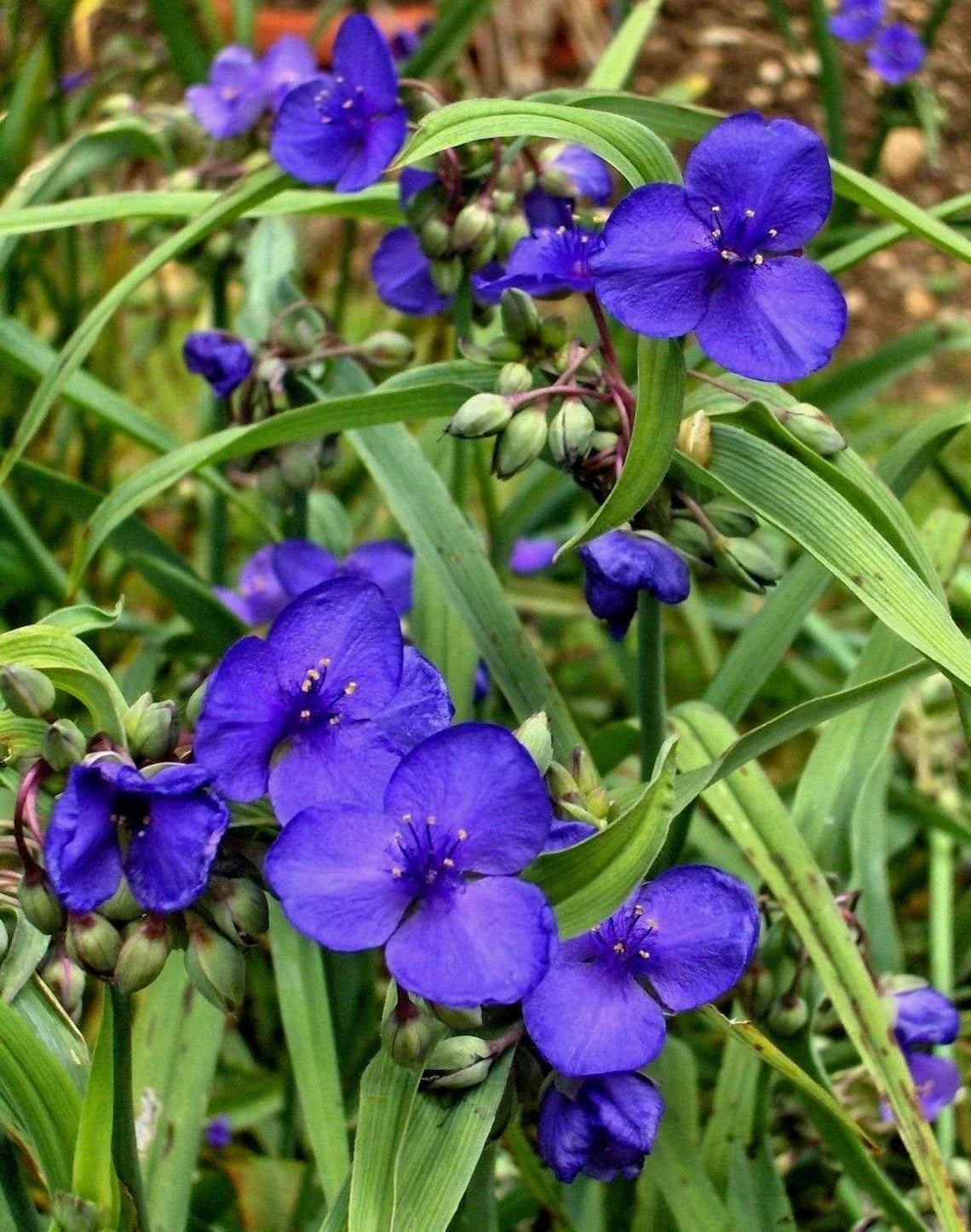 Live Spiderwort Plant - Bluejacket Tradescantia Well-Rooted for Easy Gardening