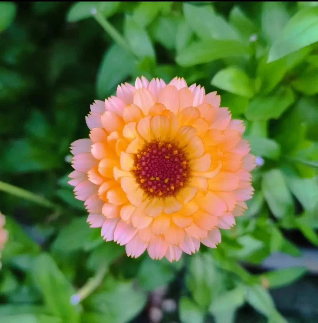 Pink Surprise Marigold Seeds - Tagetes erecta Annual Flower Packets for Garden, Borders & Containers, 25+ Seeds, USA Free Shipping