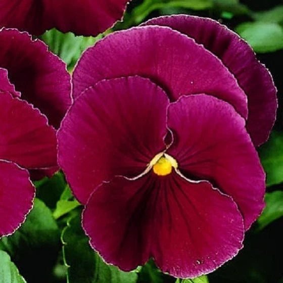 Pansy Seeds 50 Count Viola tricolor var. hortensis Character Clear Rose Flower Seeds for Garden, Pots & Baskets