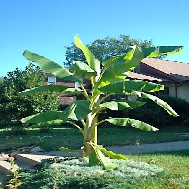 Dwarf Cavendish Banana Tree Seeds – Musa acuminata – Tropical Fruit Plant for Garden & Pot Cultivation – 10 Pack