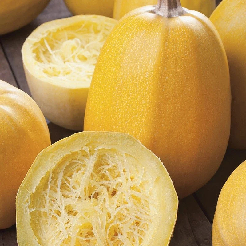 Yellow Spaghetti Squash Seeds | Vegetable Seeds for Fall & Winter Garden | Cucurbita pepo, Vining, Non-GMO