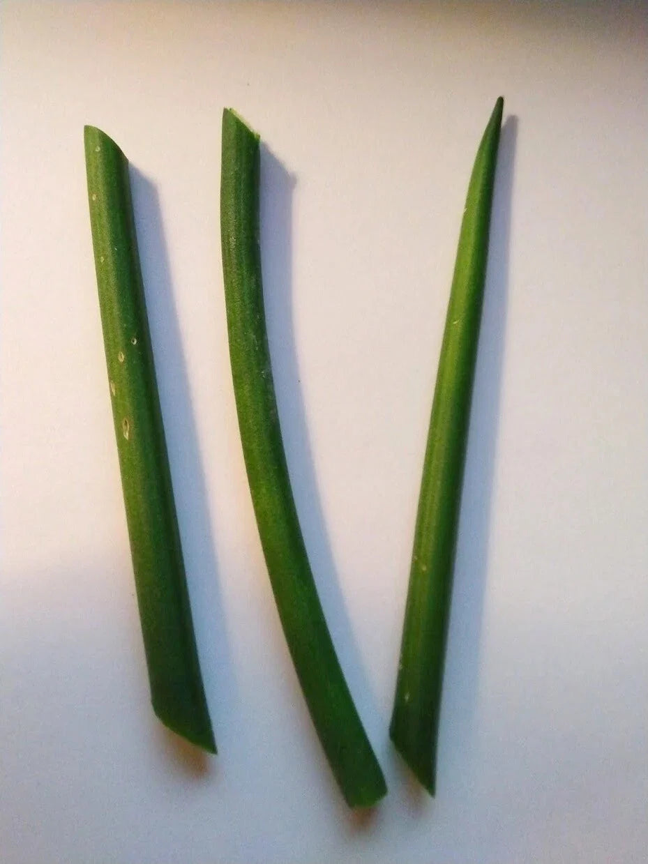 Fernwood Snake Plant Cuttings - Unrooted Sansevieria trifasciata 'Fernwood' for Indoor Gardening