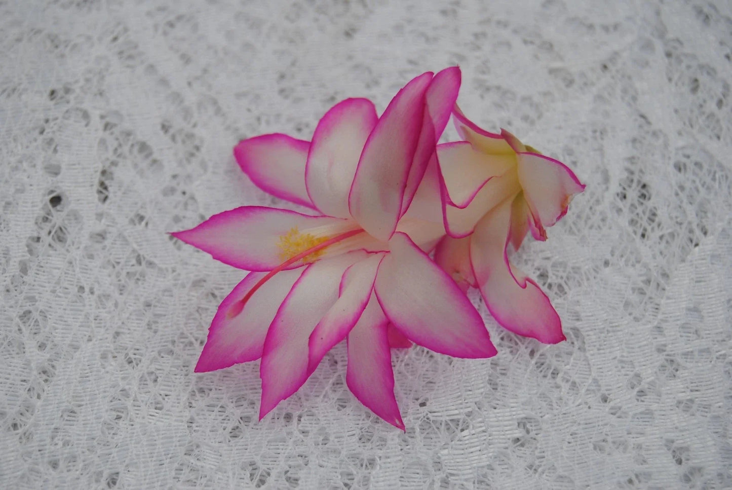 Christmas Cactus Starter Plant - Fairy Tale Schlumbergera Truncata, Well-Rooted Indoor Succulent, Holiday Blooming Plant