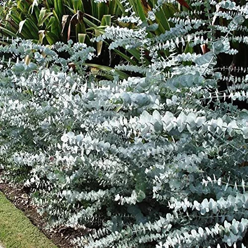 Baby Blue Eucalyptus Seeds - 10 Pack, Silver Leaved Mountain Gum, Pulverulenta, Drought-Tolerant, Full Sun, Zone 9-11