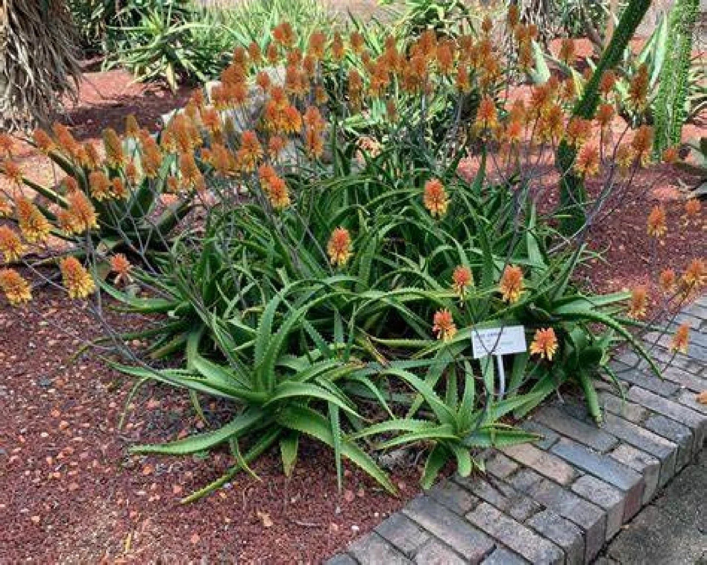 Aloe Camperi Flowering Succulent Seeds – 10 Pack, Drought-Tolerant, Indoor & Outdoor Gardening, Aloe camperi Seeds