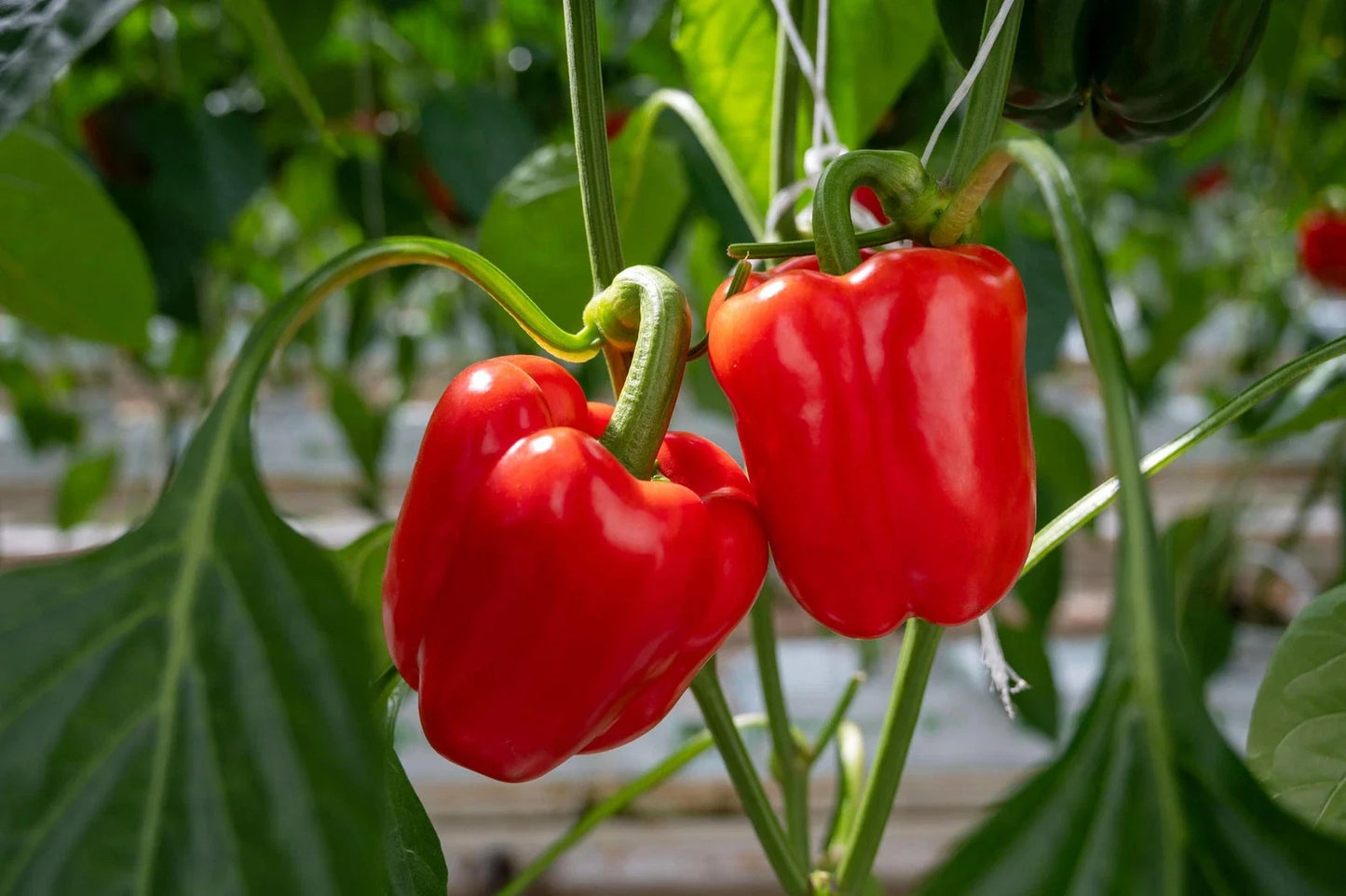 California Wonder Pepper Seeds - Non-GMO Heirloom Capsicum annuum for Garden, Cooking & Preserving