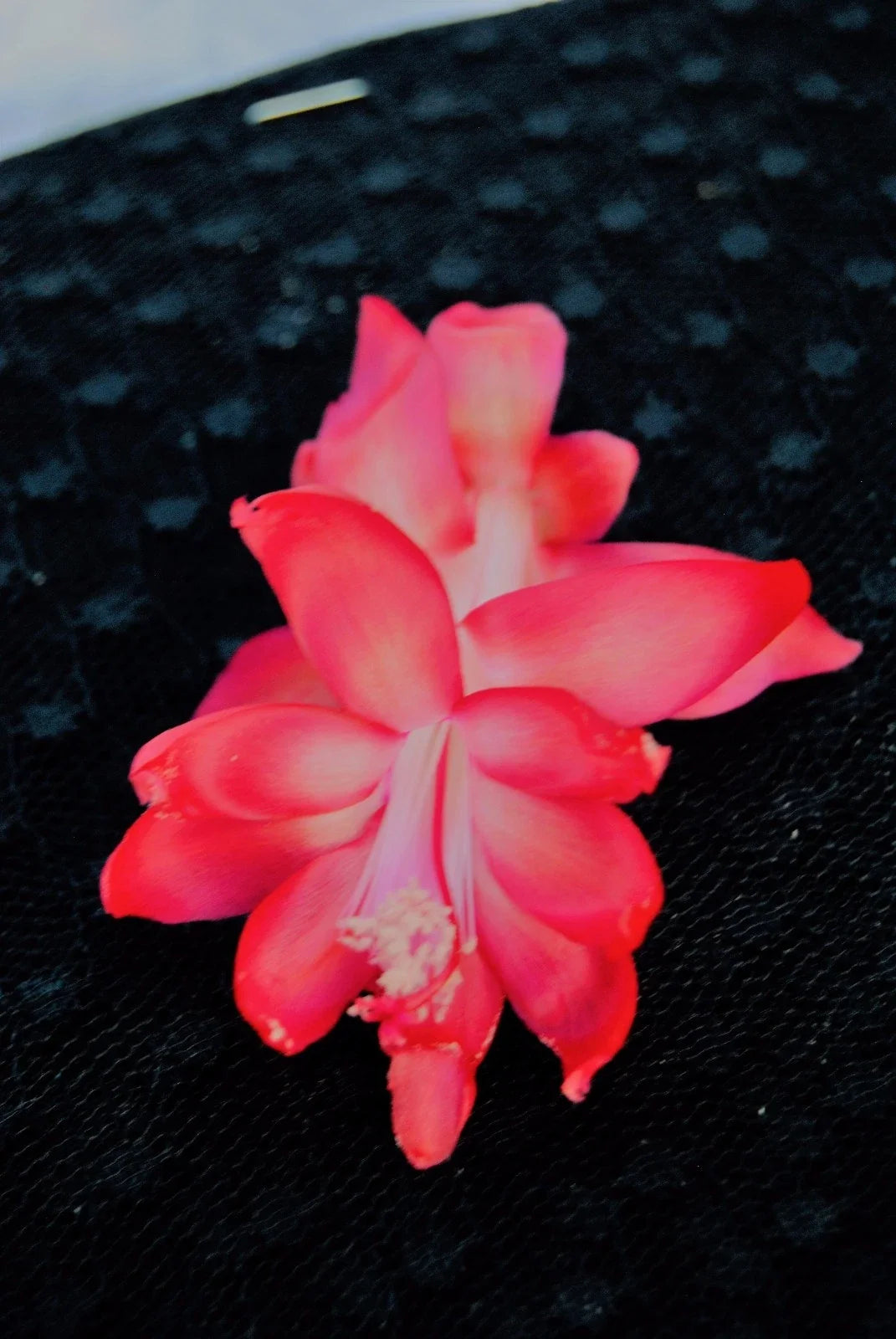 Christmas Cactus Starter Plant Bella Rosa Schlumbergera Truncata - Indoor Succulent for Home Decor