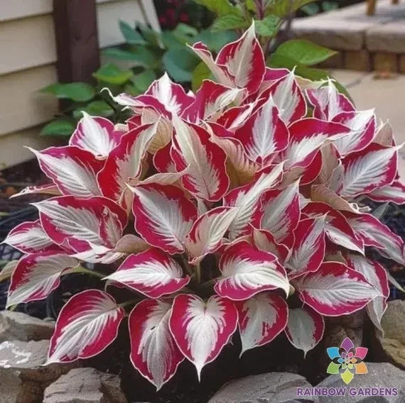 Candy Cane Coleus Seeds - 25+ Pack for Garden Planting, Colorful Foliage, Plectranthus scutellarioides, Easy to Grow, USA