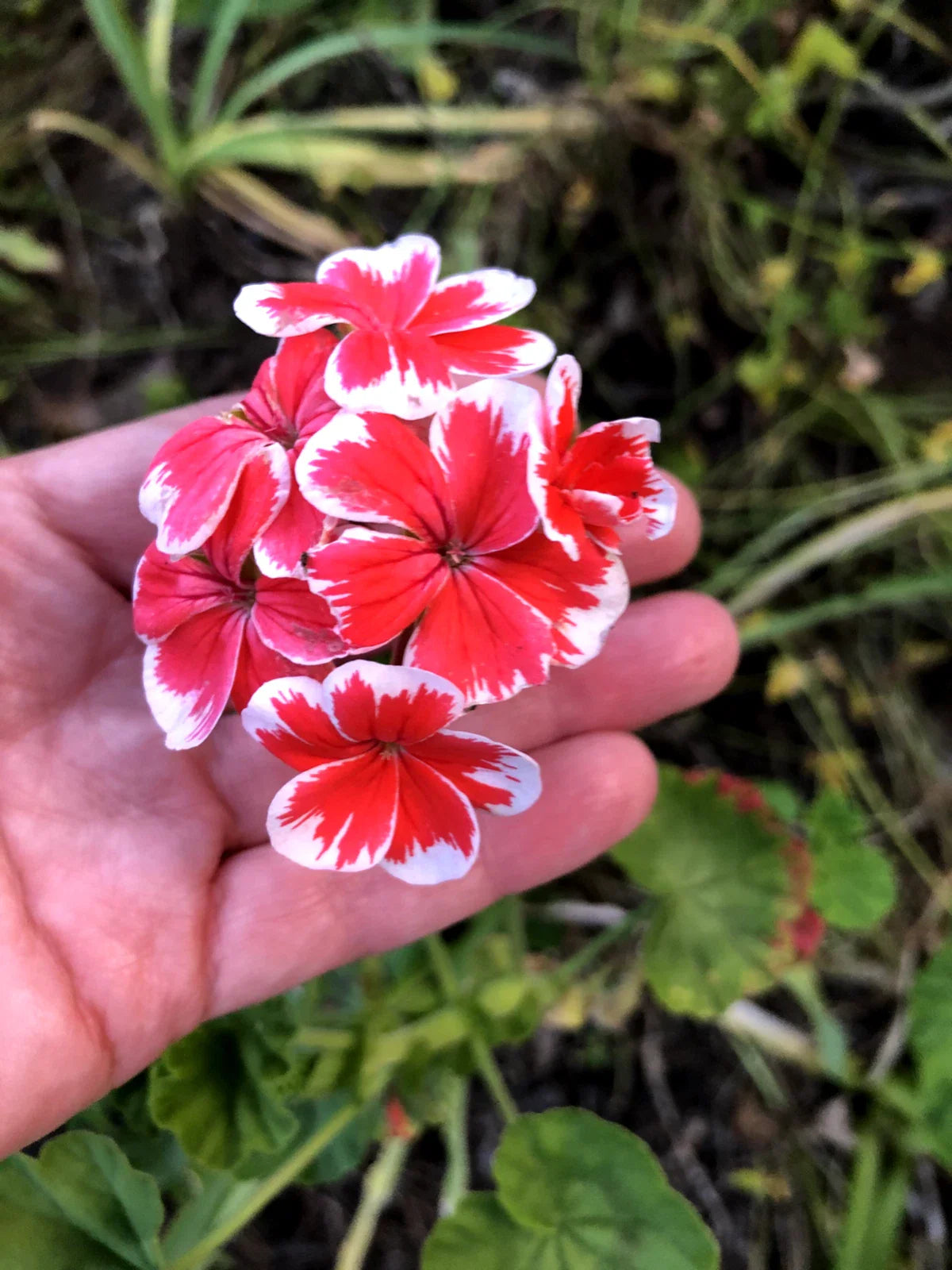 Rare Red & White Pelargonium Zonal Geranium 6-Inch Starter Cutting - Live Plant Pelargonium x hortorum