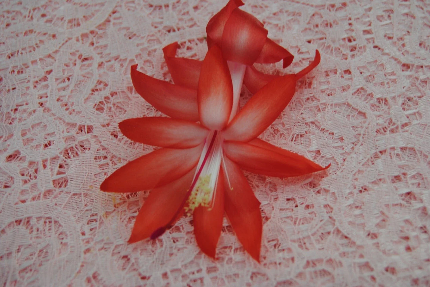 Christmas Cactus Starter Plant - Small Bristol Joy Schlumbergera Truncata for Indoor Decor, Easy Care, Vibrant Blooms
