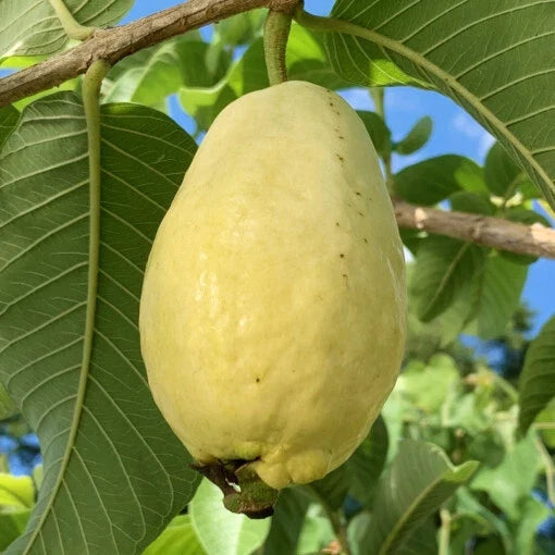 Egyptian Yellow Guava Seeds - 50+ Pack, Psidium guajava, Tropical Fruit Tree, Garden Planting, Non-GMO, Fast Shipping