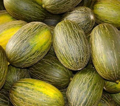 Piel De Sapo Melon Seeds 25+ Non-GMO Santa Claus Variety Cucumis melo