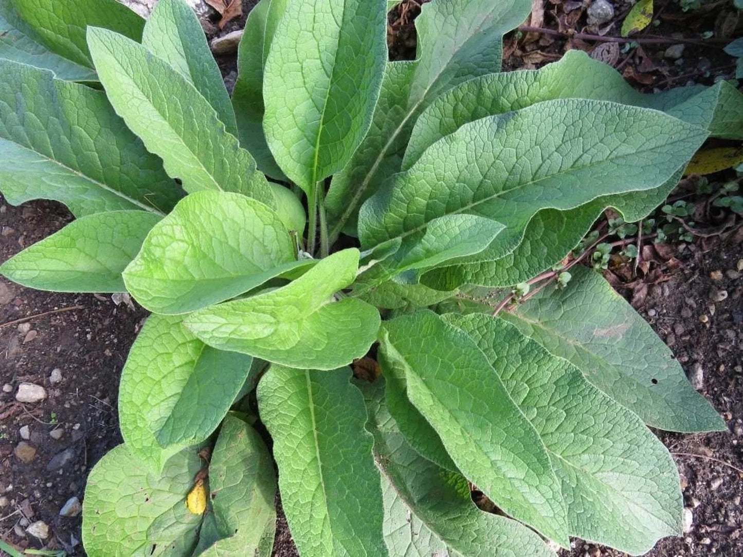 Russian Comfrey Root Cuttings - Bocking 14 Symphytum uplandicum Organic Gardening Material, 5+ Freshly Dug