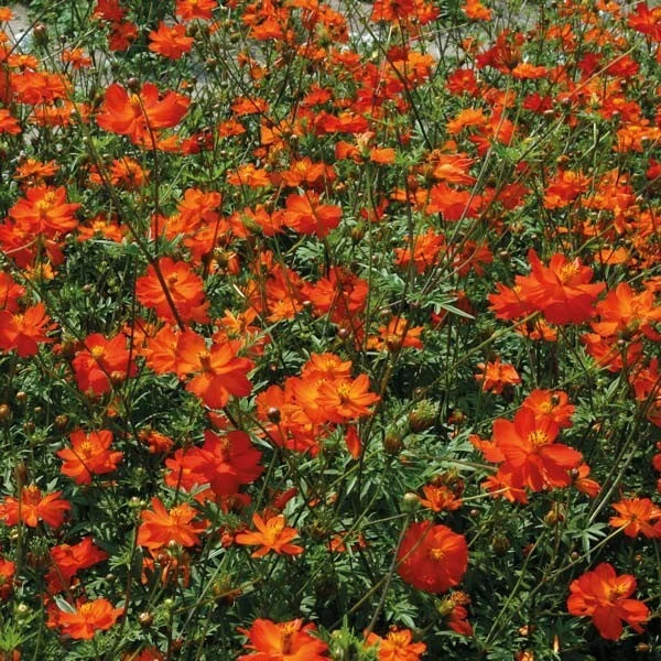 Tango Cosmos Seeds - 200+ Pack, Cosmos bipinnatus, Vibrant Flower Seeds for Garden, Annual, Easy to Grow, Attracts Pollinators