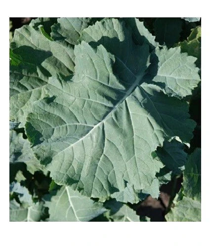 Kale Seeds 1000 Count - Premier Compact Heirloom Cold Hardy Brassica oleracea