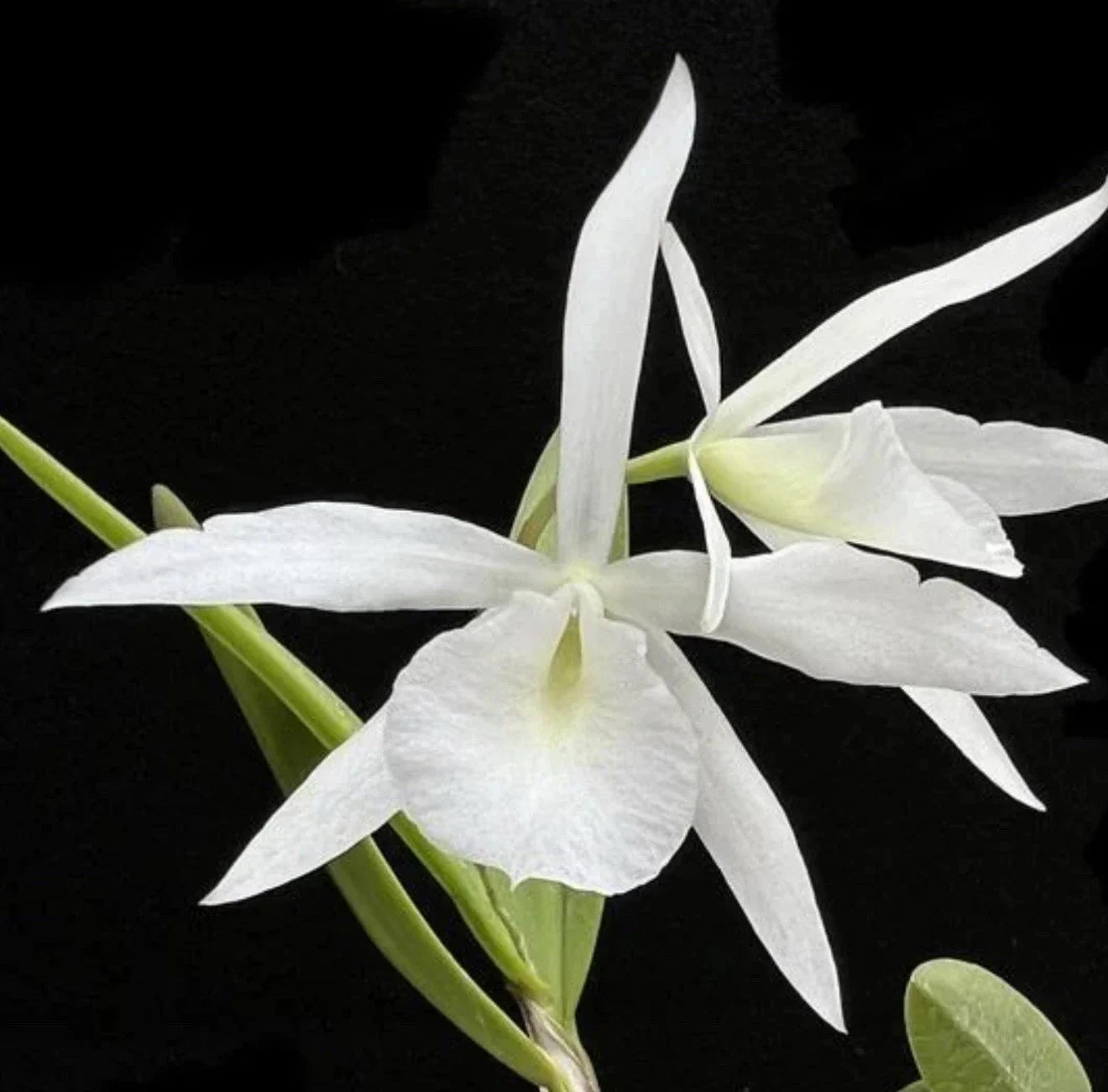 Bl. Joanne Singer Orchid Plant - Bare Root Brassolaeliocattleya Joanne Singer - Beautiful Flowering Orchid for Indoor & Outdoor