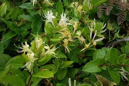 Japanese Honeysuckle Vines 7-Pack, Fragrant Climbing Live Plants, Lonicera japonica, Heirloom Southern Alabama
