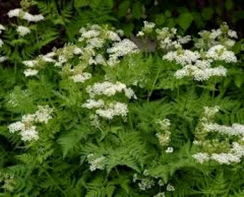 Organic Anise Seeds 100 Pack Pimpinella anisum Herb for Culinary & Herbal Use