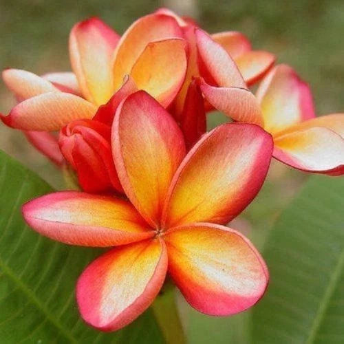 Orange Pink Plumeria Seeds - 5 Pack Hawaiian Perennial Flower for Garden, Lei, Fragrant Blooms, Plumeria rubra