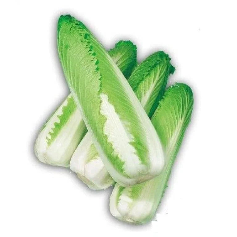 Green Rocket Cabbage Seeds - Chinese Brassica rapa Edible Pack of 30 for Home Gardening