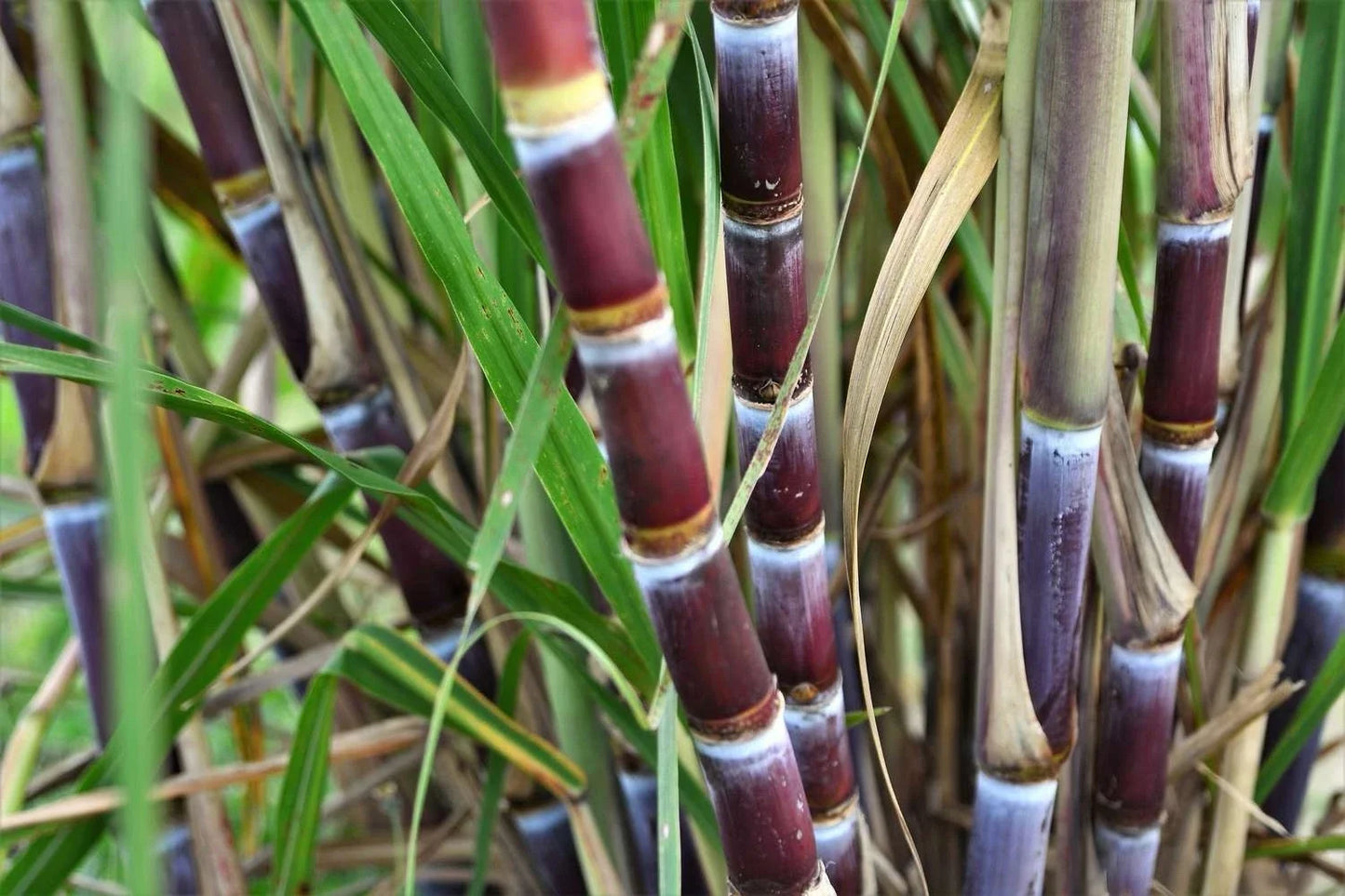 Sugarcane Cuttings - Pack of 3 with Multiple Nodes - Saccharum officinarum - Sweet Varietal for Gardening & Landscaping