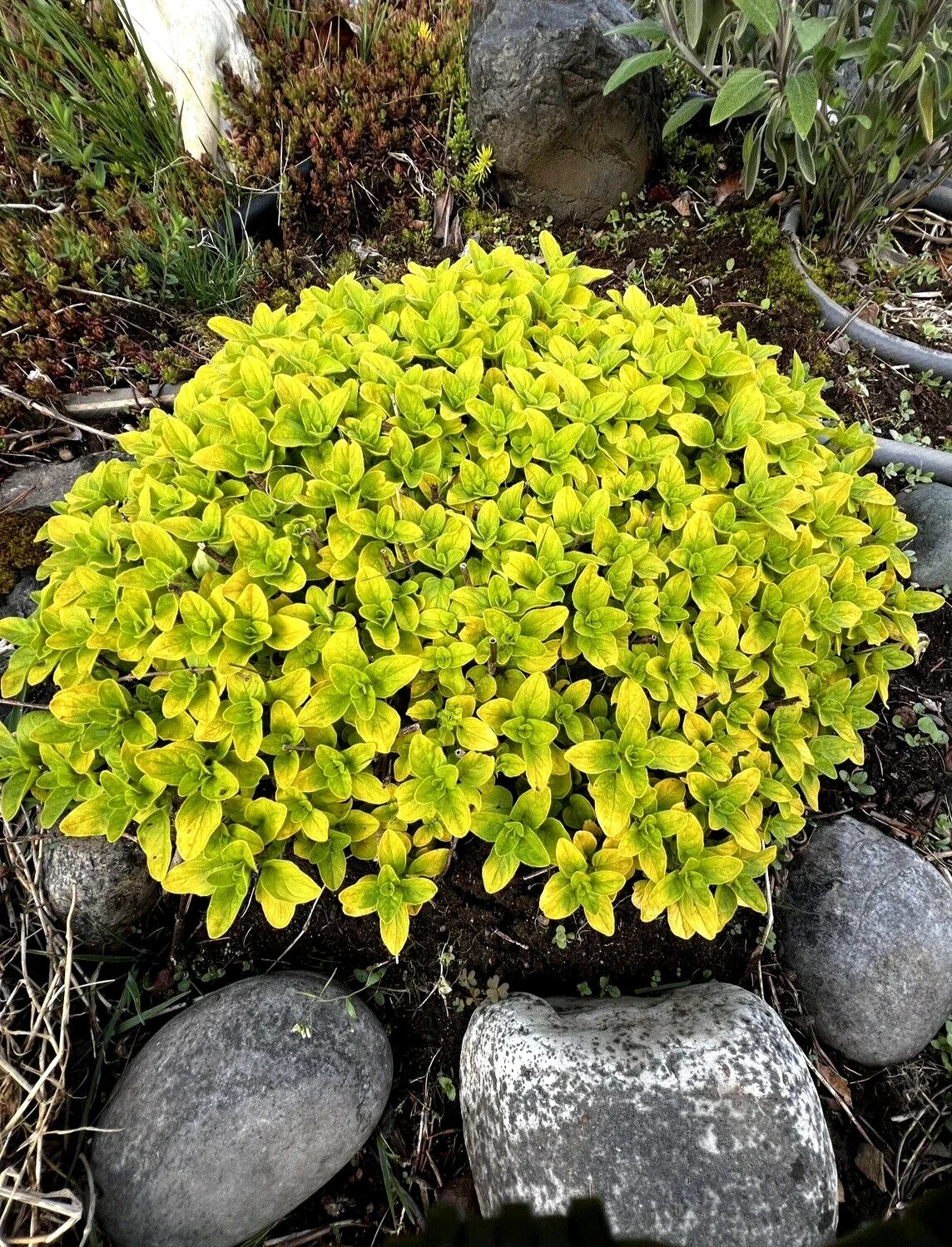 Organic Golden Oregano Plant – Bare Root Perennial Herb, Hardy & Fragrant, Edible Origanum vulgare