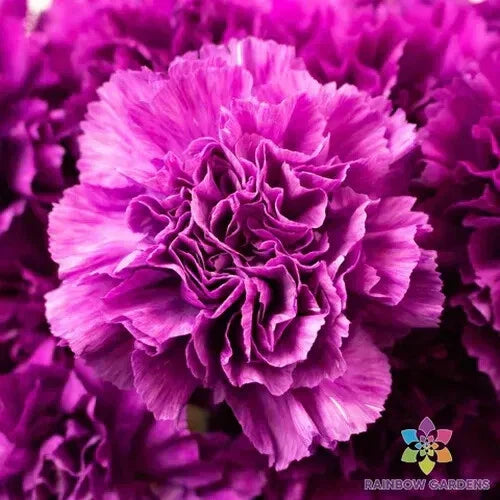 Purple Grenadin Carnation Seeds - 200+ Count - Dianthus caryophyllus - USA Grown