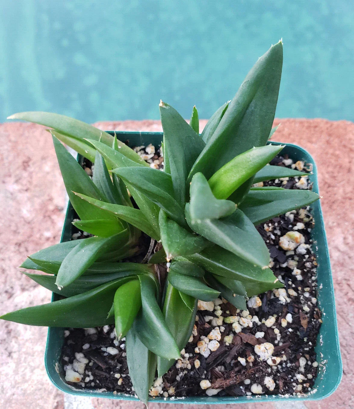 Alworthia Pentagona 'Black Gem' - 4" Potted Succulent Indoor Plant