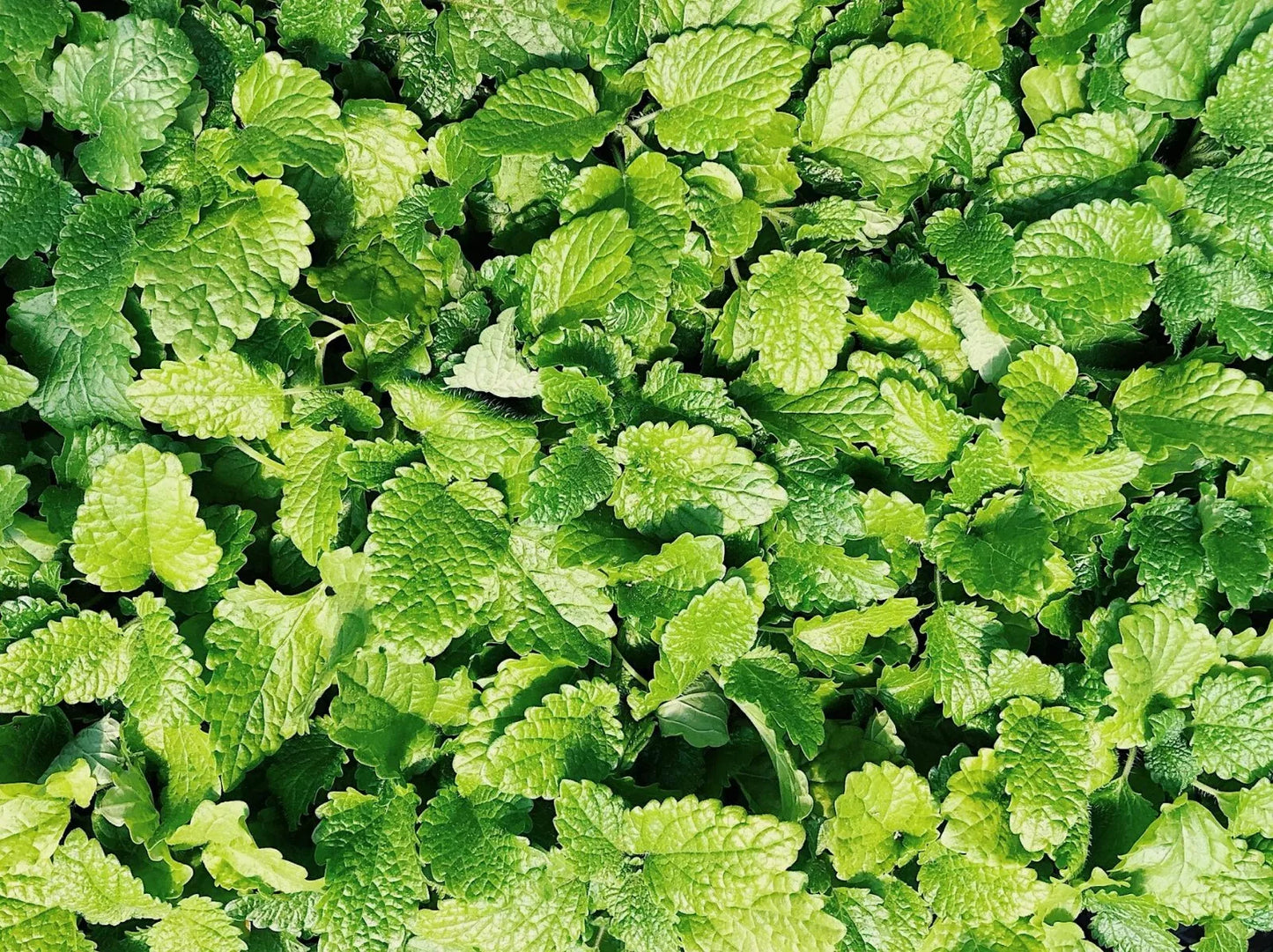 Culinary Spearmint Seeds - Organic Mentha spicata Herb Seeds for Garden & Indoor Growing - 200+ Seeds
