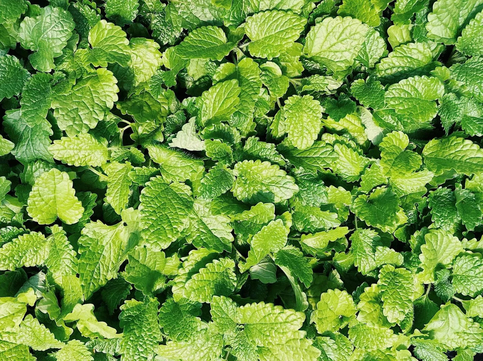 Culinary Spearmint Seeds - Organic Mentha spicata Herb Seeds for Garden & Indoor Growing - 200+ Seeds