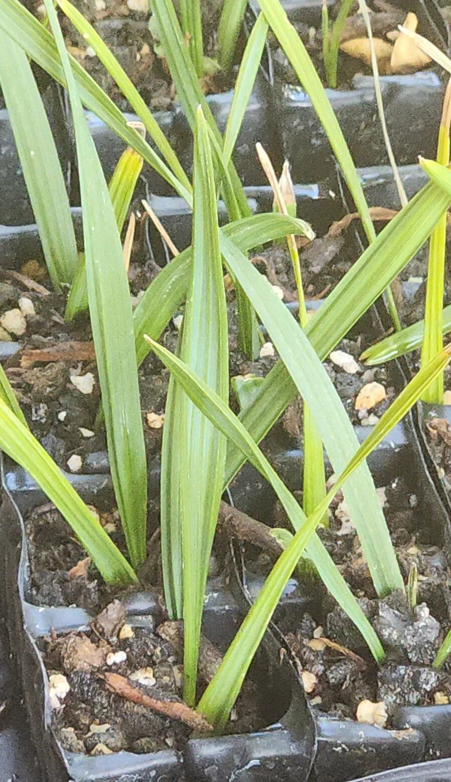 Sabal Palm Tree Sapling - 2+ Year Old Cabbage Palm, Texas Sabal, Non-Bare Root