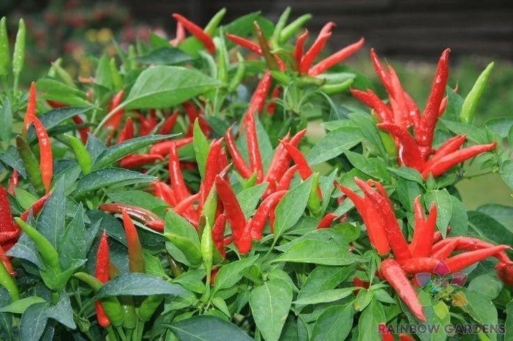 Thai Super Chili F1 Hot Pepper Seeds - Heirloom Capsicum annuum, 25+ Pack for Garden Planting