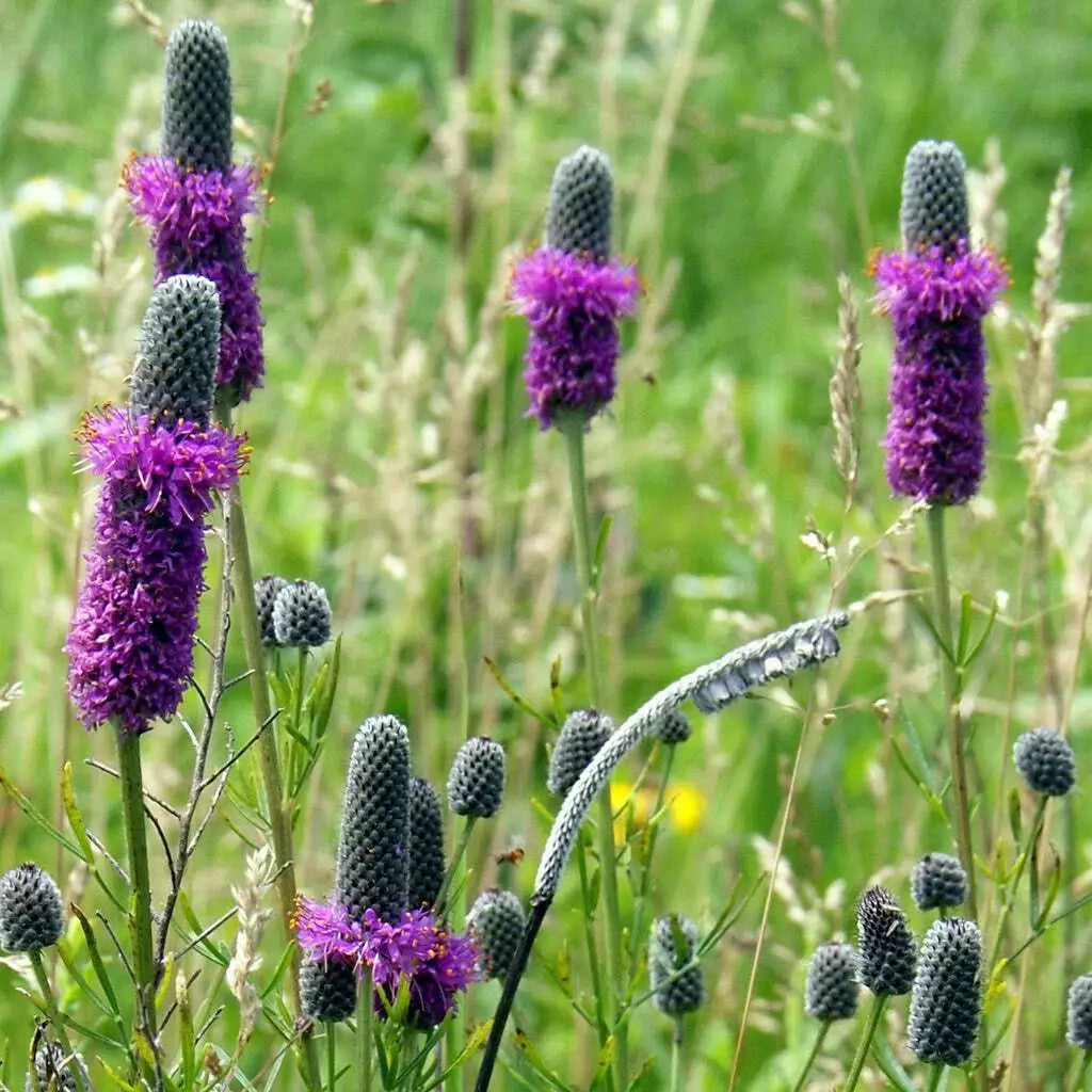 Purple Prairie Clover Seeds - 250+ Native Perennial Wildflower Seeds - Dalea purpurea