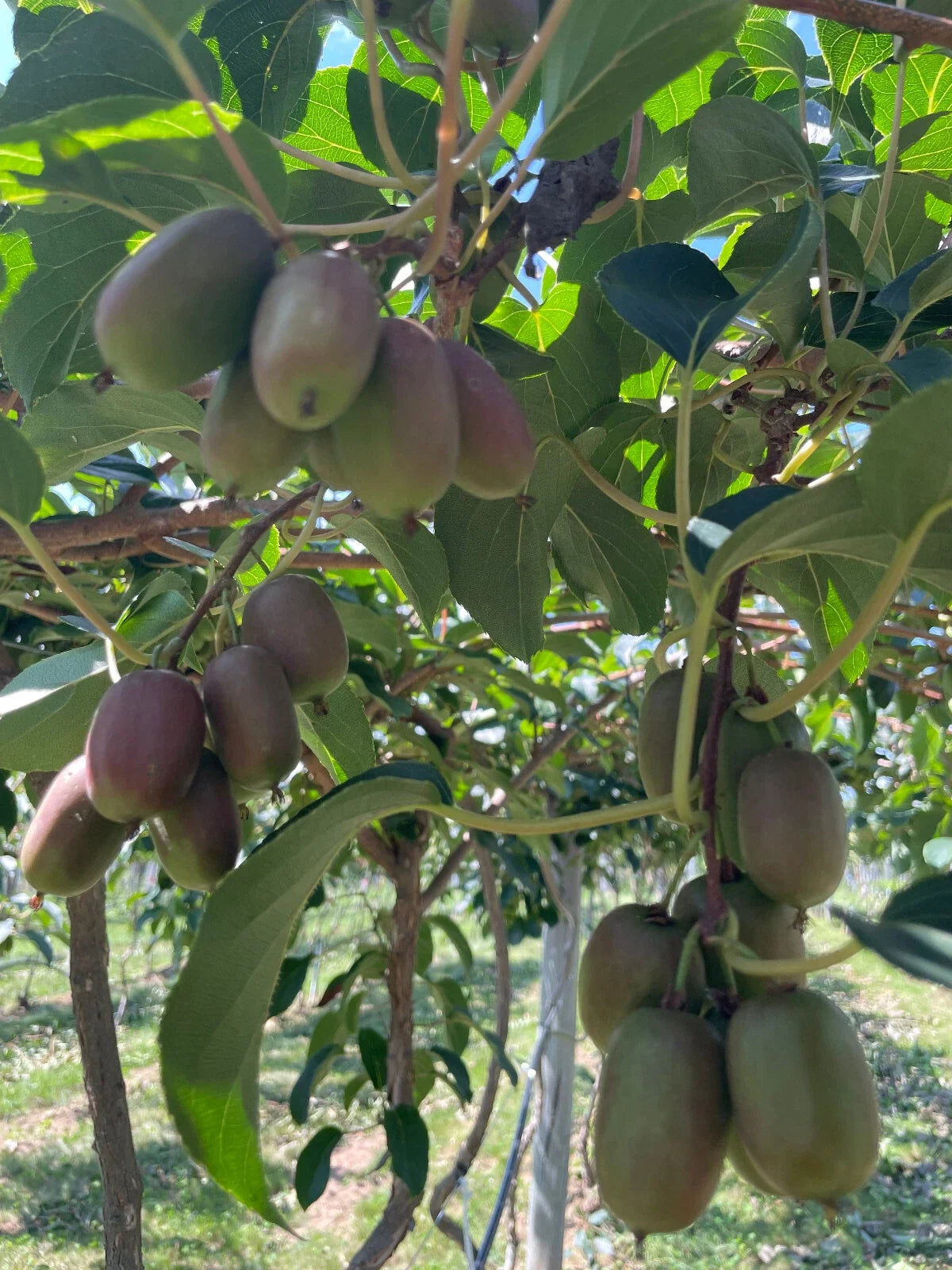 Hardy Red Kiwi Seeds - 50+ Arctic Grape Berry Superfruit - Cold Hardy Actinidia arguta for Garden Cultivation