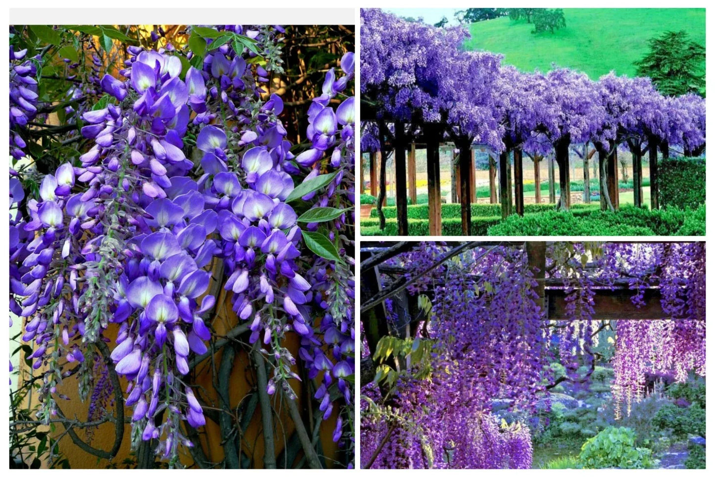 Wisteria Tree Seeds 20+ Pack | Fast Growing Hardy Bonsai Vine