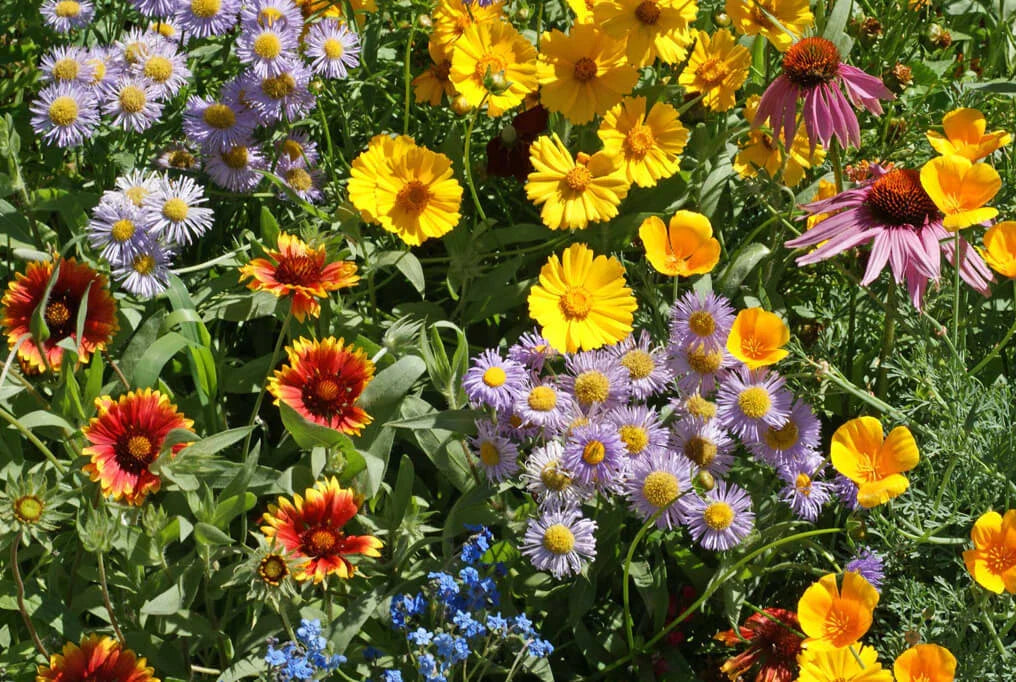 Bee Wildflower Mix Seeds - 100+ Seeds, 15 Species for Pollinators