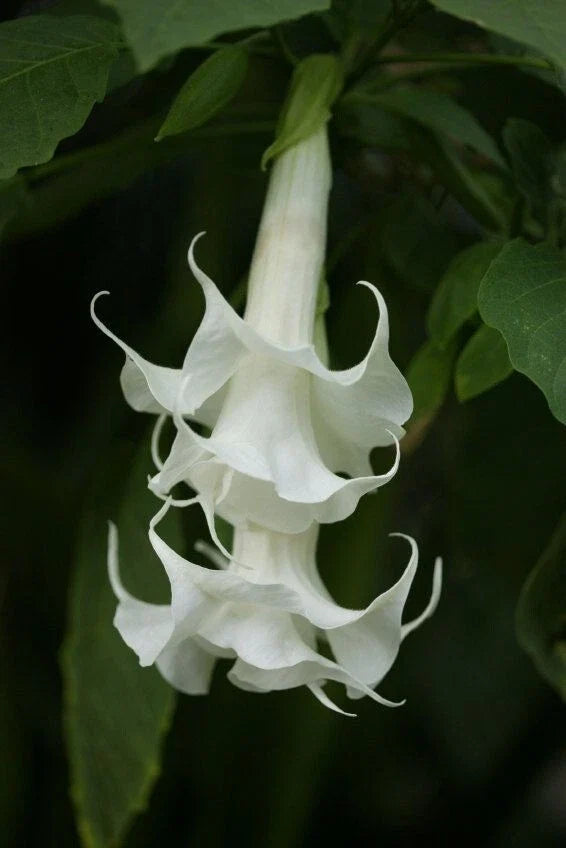 Triple White Angel Trumpet Seeds – Brugmansia Datura, Fragrant White Flowers, Garden Planting, 10 Seeds