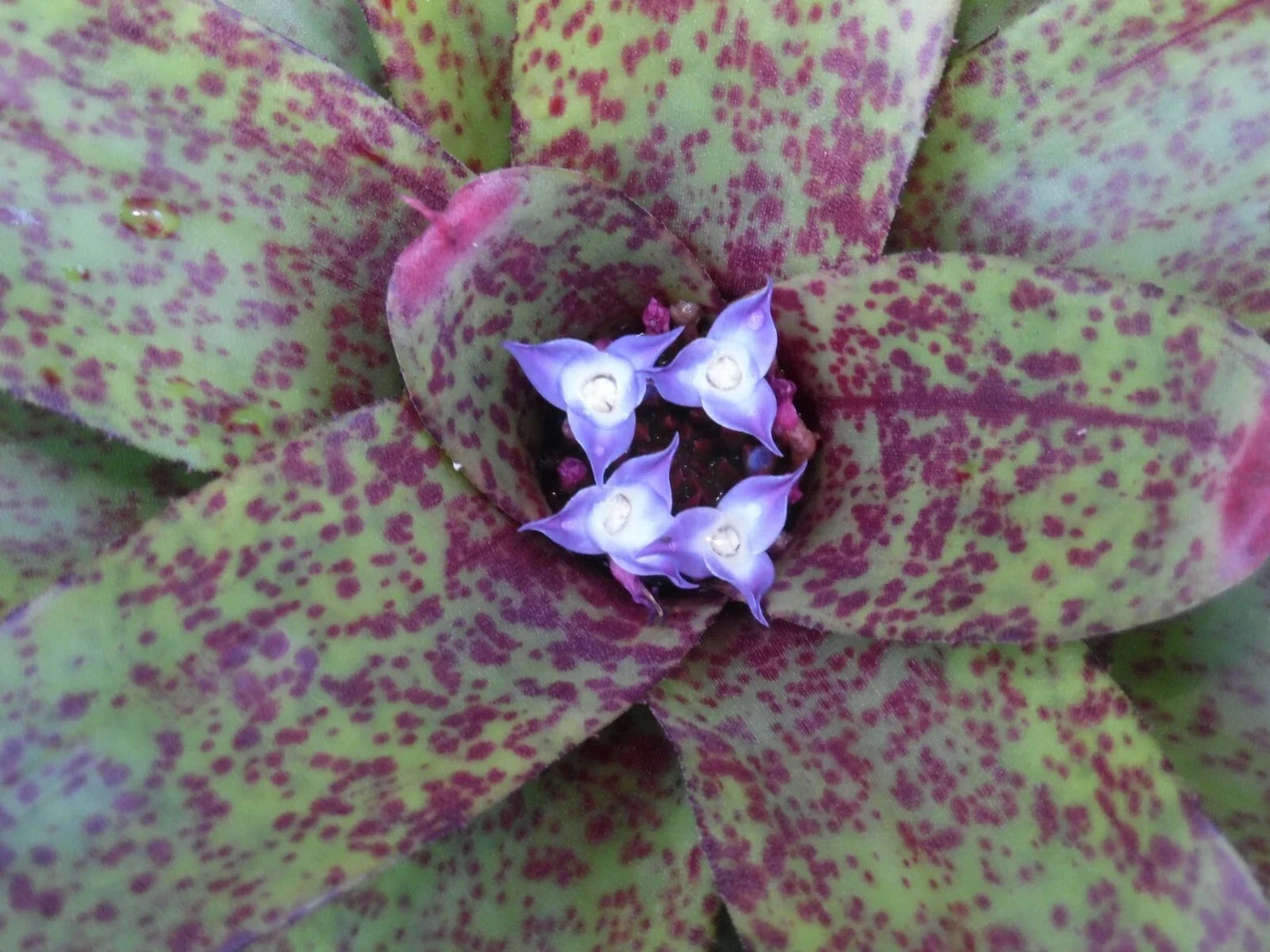 Neoregelia GUINEA Bromeliad Plant - Medium Indoor Tropical Houseplant - Colorful Foliage - Neoregelia 'GUINEA'