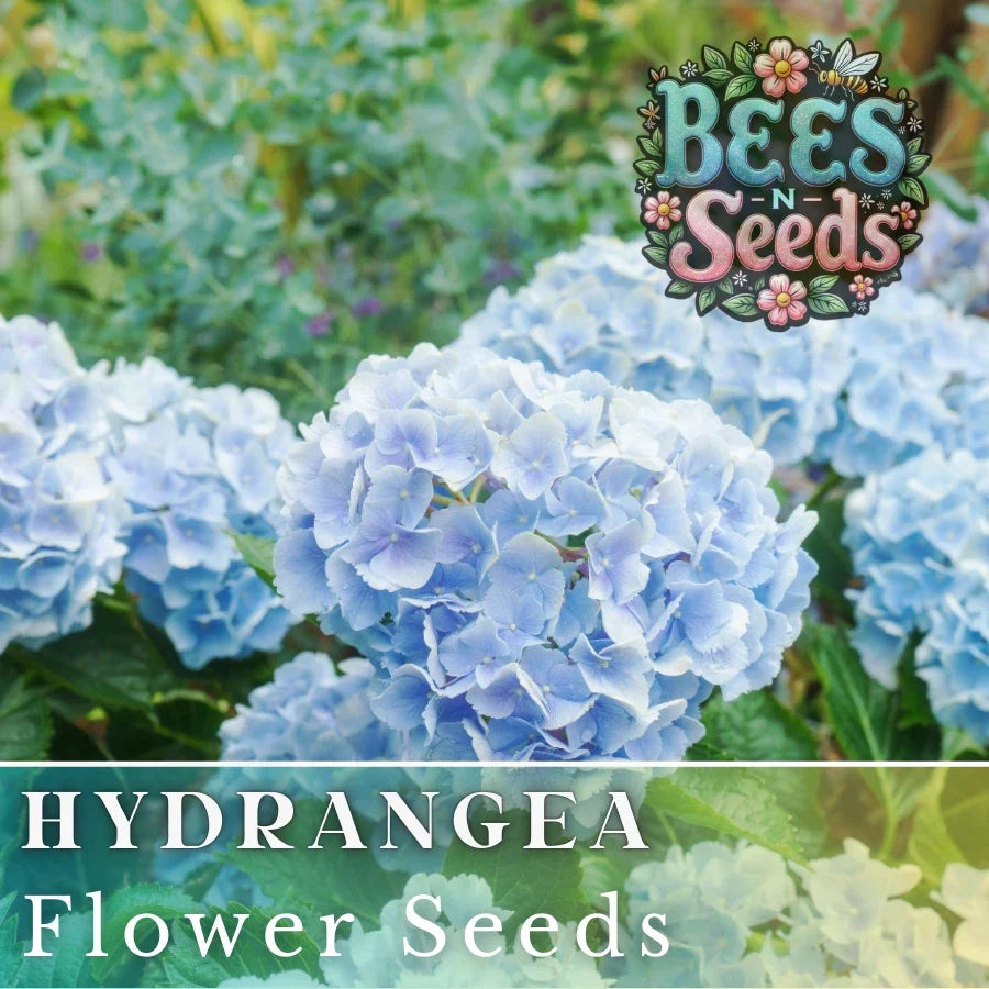 Frostbite Hydrangea Seeds - 85/250 Non-GMO Flower Seeds - Hydrangea macrophylla - Blue & Pink Blooms for Garden, Borders, Containers
