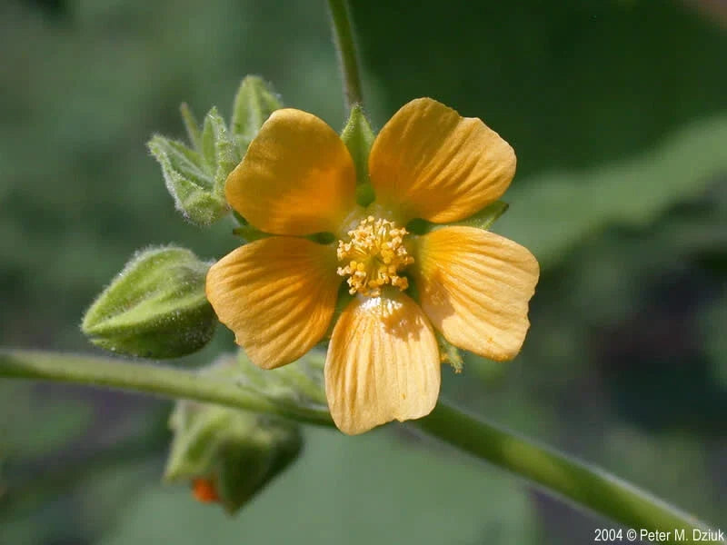 Velvetleaf Seeds for Planting – 35 Seeds – Abutilon theophrasti – Ornamental Flower Seeds for Garden & Indoor