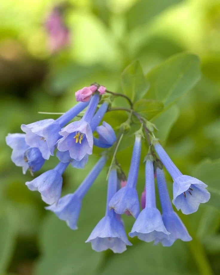 Blue Bells Bulbs Bare-Root Mertensia Virginica Perennial Flowering Plant for Gardens
