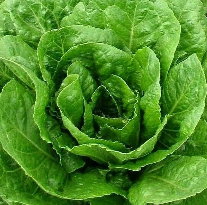 Butter Crunch Lettuce Seeds 1000+ Non-GMO Heirloom Butterhead Lactuca sativa