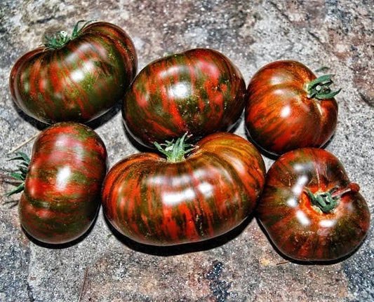Chocolate Stripe Tomato Seeds - Heirloom Organic Non-GMO, Rare Variety, Solanum lycopersicum, 120+ Seeds